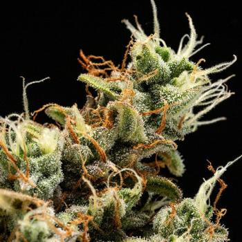 Samen 3x Orion F1 Automatik Royalqueenseeds